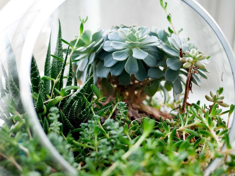 Fresh Highland Bouquets Bandung